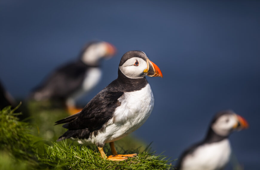 Where to See Puffins (and Other Wildlife) in the Nordic Countries