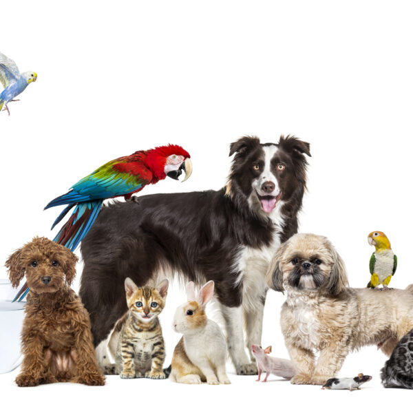 Pets in the Nordics: Rules, Customs and&hellip;