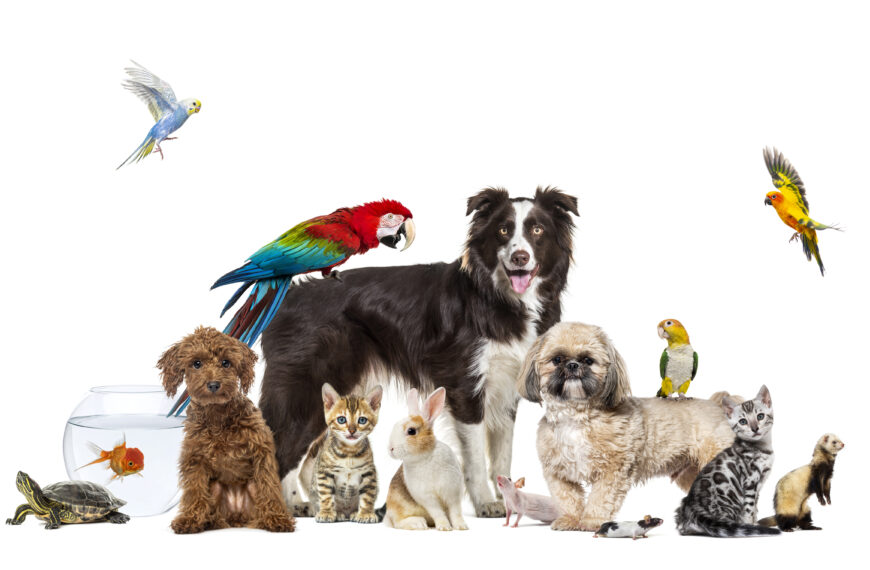 Pets in the Nordics:&hellip;