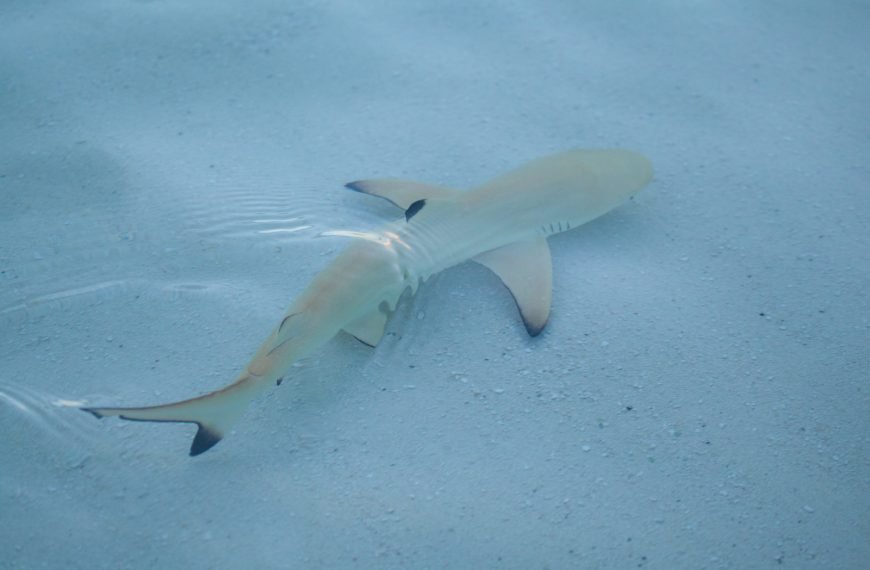 Icelandic Fermented Shark and Other Unusual Nordic Delicacies