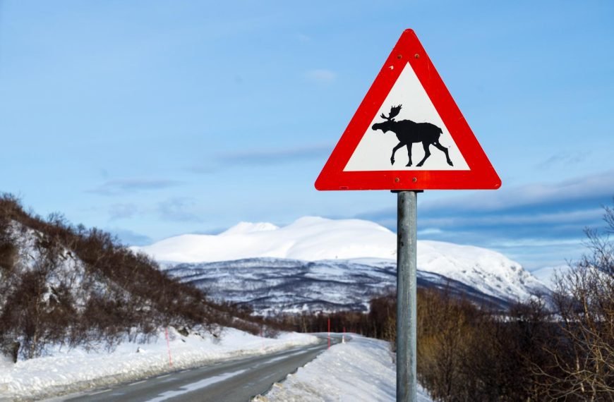 Moose vs. Car: The Real Traffic Problem in Scandinavia