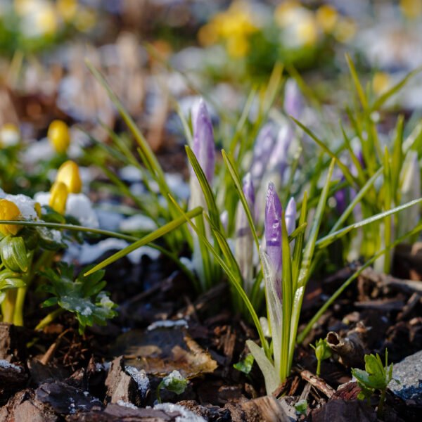 Your guide to Springtime in the Nordics