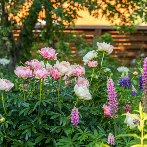 The Short Season: Spring and the Garden&hellip;