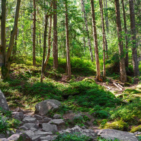 Nordic Forest Myths: Where Folklore Meets Ecology