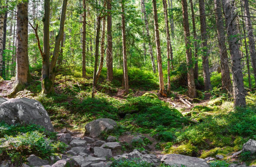 Nordic Forest Myths: Where&hellip;