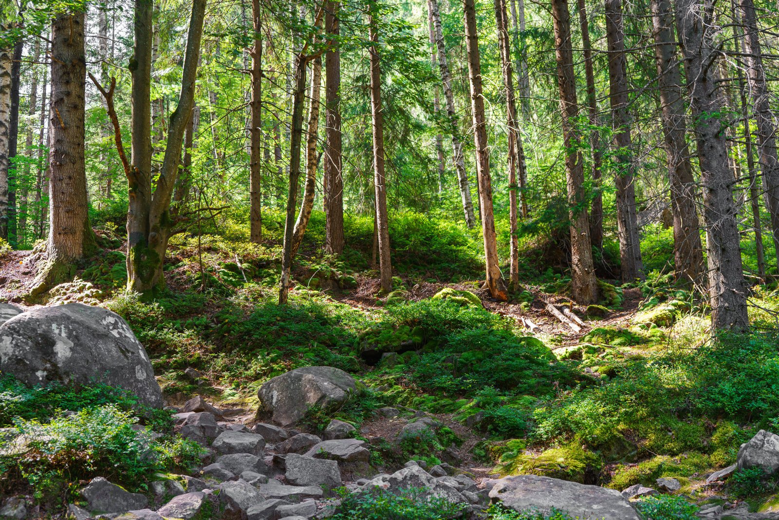 Nordic Forest Myths: Where Folklore Meets Ecology