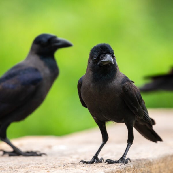 Trained crows that pick up cigarette butts…
