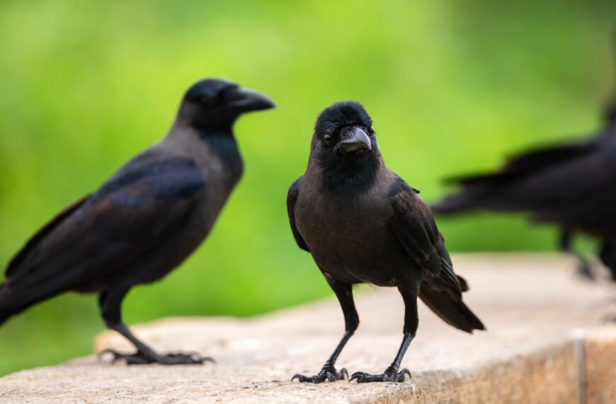 Trained crows that pick up cigarette butts in sweden and other urban legends from the nordics