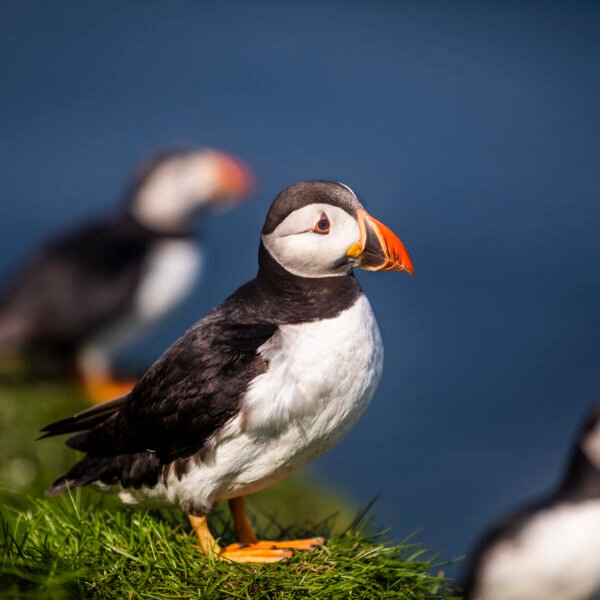 Where to See Puffins (and Other Wildlife)…
