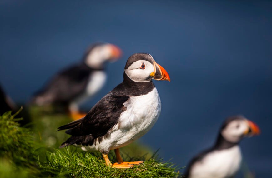 Where to See Puffins…