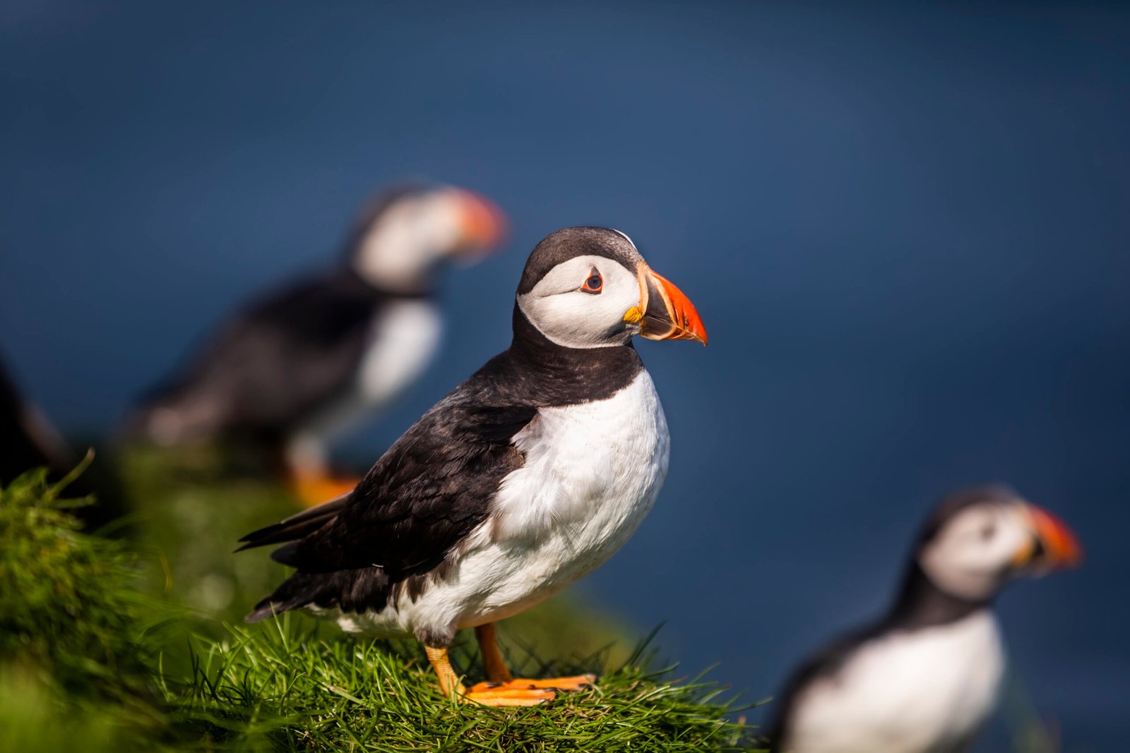 Where to See Puffins (and Other Wildlife) in the Nordic Countries