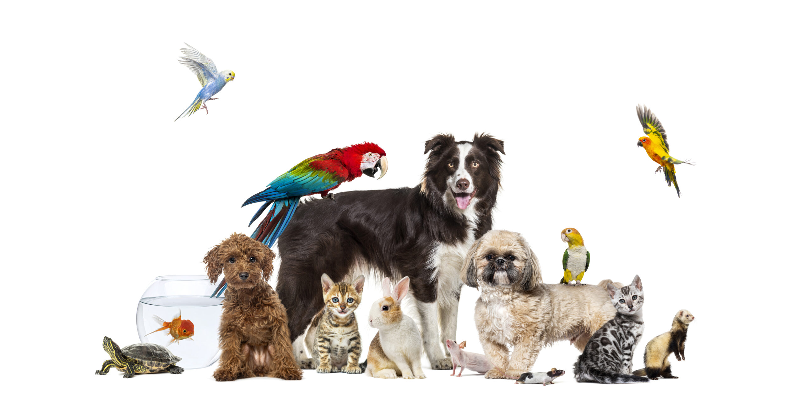 Pets in the Nordics: Rules, Customs and Everyday Life