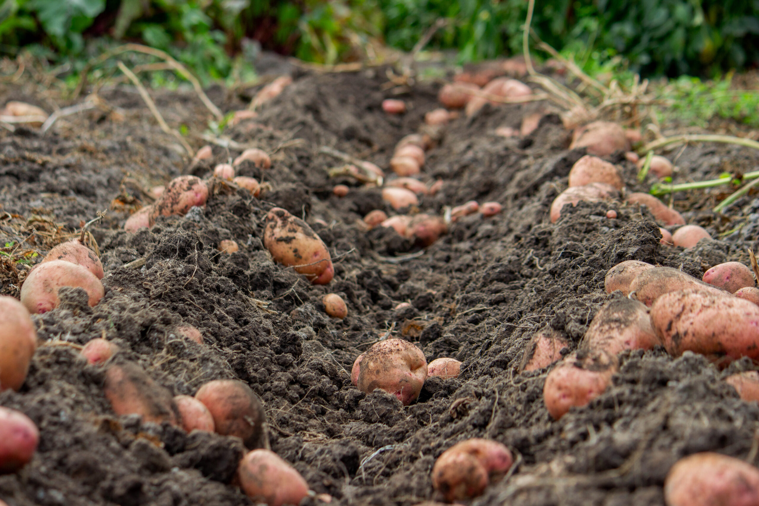 Potato Week and Other Strangely Unique Holidays in the Nordic Countries